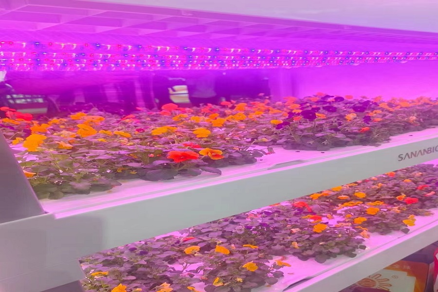 植物生長(zhǎng)燈03.jpg