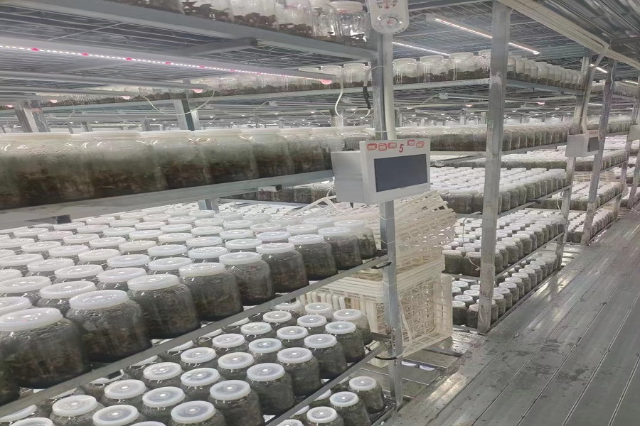 植物生長燈08.jpg